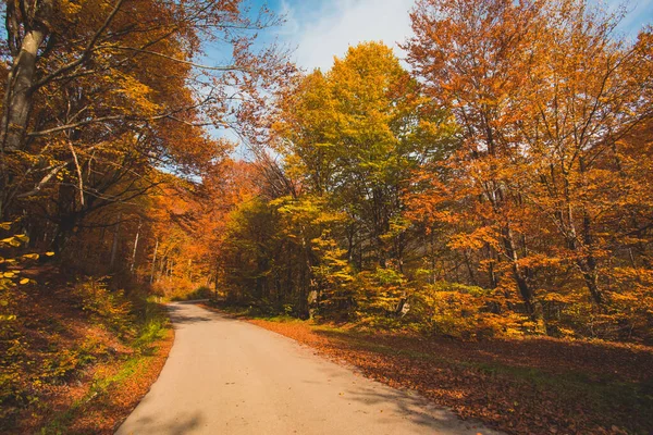 Den ljusa solen går upp över kullen i höstskogen — Stockfoto