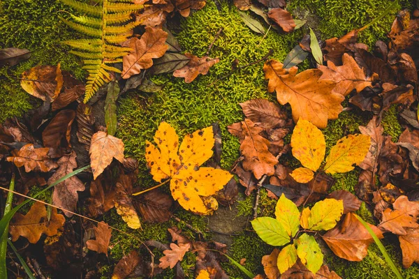 Diferentes hojas secas en el musgo verde en el bosque otoñal —  Fotos de Stock