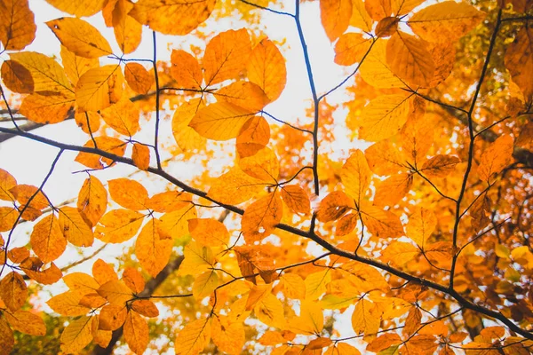 Podzimní lískový oříšek listí přes oblohu — Stock fotografie