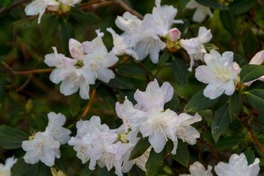 Manolya çiçek bahar zaman çiçek açması.