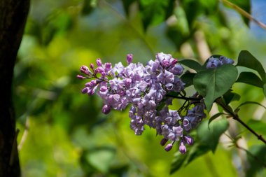Bahar leylağı çiçekli yeşil dal