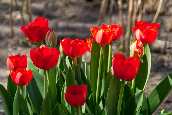 Tulips in spring sun — Stock Photo, Image