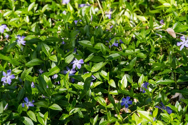 Spring flowers in the garden — Stock Photo, Image