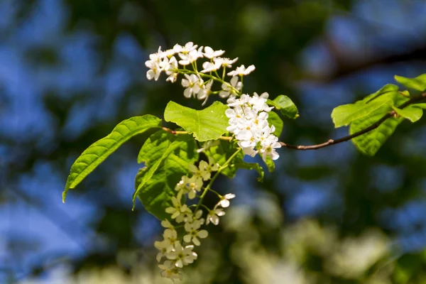 Lentebloemen in de tuin — Stockfoto