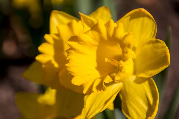 Narcisse et jonquille fleur de printemps — Photo