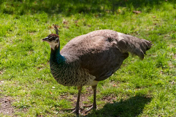 Beautiful peacock — Stock Photo, Image