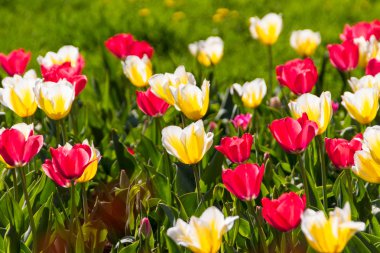 Bahar güneşi laleler