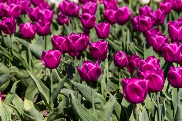 Tulpen in de lente zon — Stockfoto