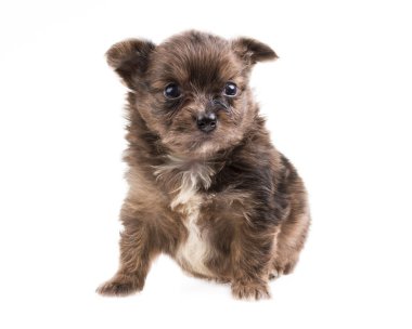 komik köpek chihuahua pozlar beyaz zemin üzerine