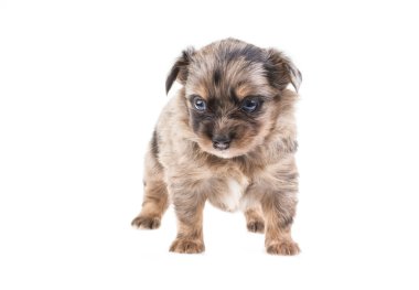 komik köpek chihuahua pozlar beyaz zemin üzerine