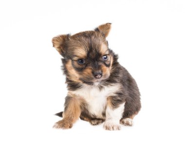 komik köpek chihuahua pozlar beyaz zemin üzerine
