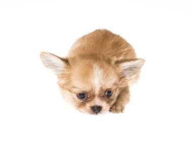 komik köpek chihuahua pozlar beyaz zemin üzerine