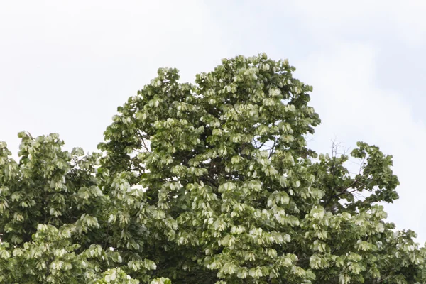 Weergave van bezienswaardigheden in Boedapest — Stockfoto