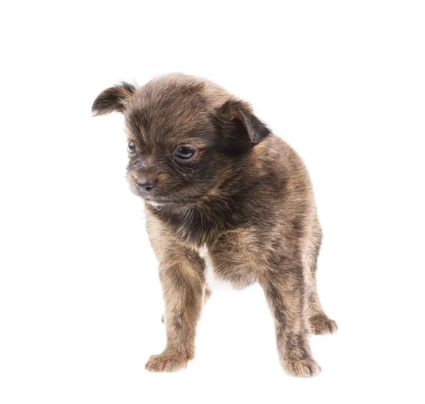 Cachorro divertido Chihuahua posa sobre un fondo blanco — Foto de Stock