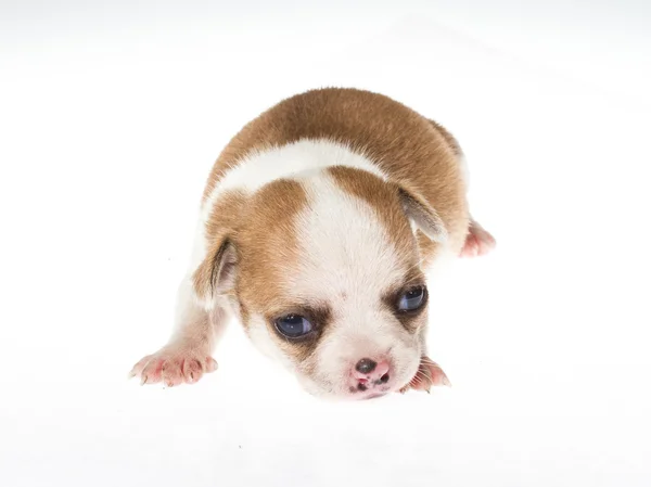 Filhote de cachorro engraçado Chihuahua posa em um fundo branco — Fotografia de Stock