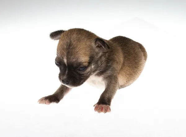 Chiot drôle Chihuahua pose sur un fond blanc — Photo