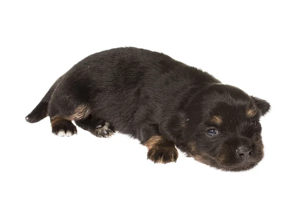 Filhote de cachorro engraçado Chihuahua posa em um fundo branco — Fotografia de Stock