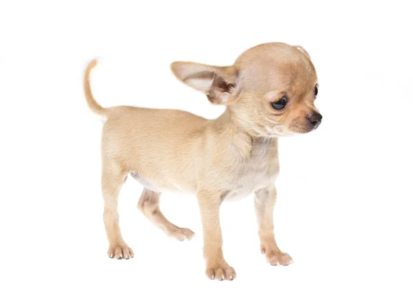 Filhote de cachorro engraçado Chihuahua posa em um fundo branco — Fotografia de Stock