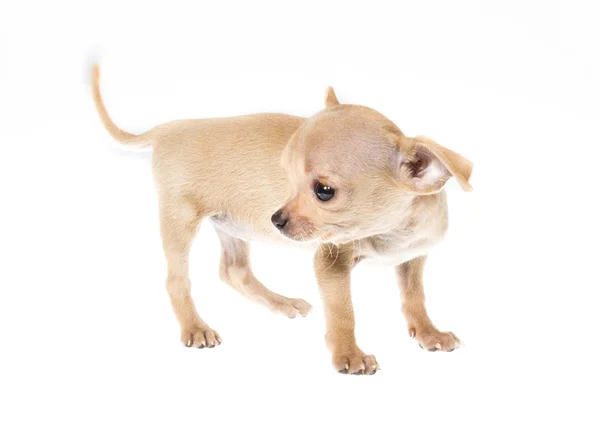 Morsom valp Chihuahua poserer på hvit bakgrunn – stockfoto