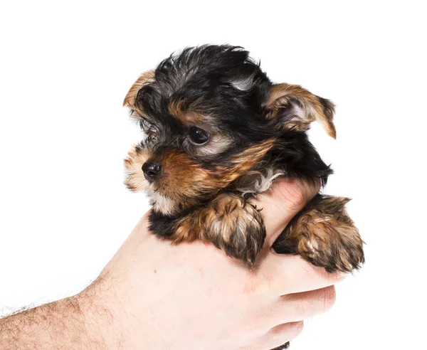 Cachorro yorkshire terrier en el fondo blanco — Foto de Stock