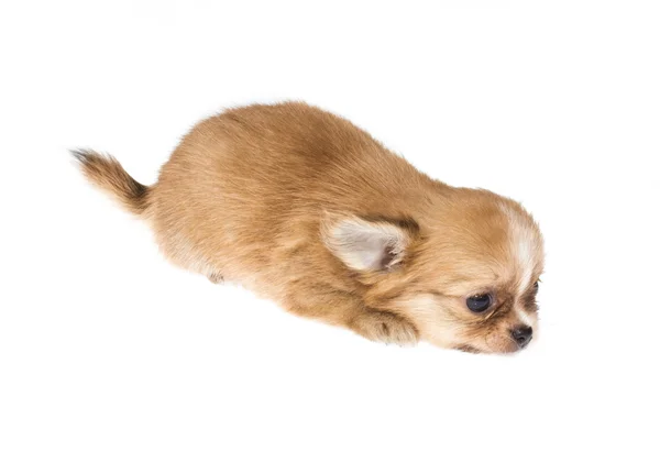 Lustiger Welpe Chihuahua posiert auf weißem Hintergrund — Stockfoto