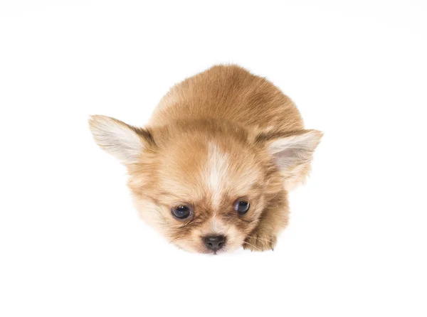 Cachorro divertido Chihuahua posa sobre un fondo blanco —  Fotos de Stock