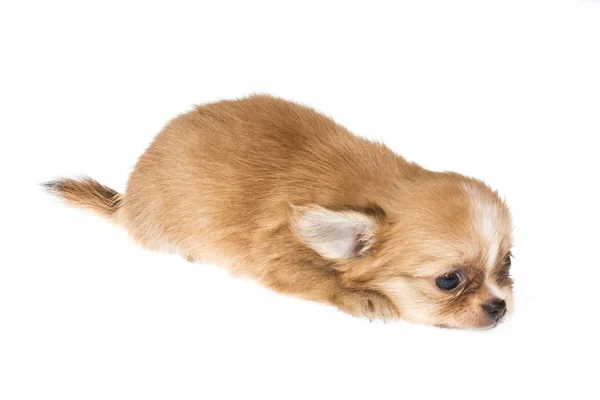 Cachorro divertido Chihuahua posa sobre un fondo blanco — Foto de Stock