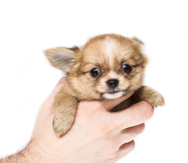 Cachorro divertido Chihuahua posa sobre un fondo blanco —  Fotos de Stock