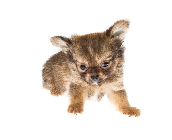 Chiot drôle Chihuahua pose sur un fond blanc — Photo