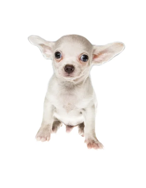 Filhote de cachorro engraçado Chihuahua posa em um fundo branco — Fotografia de Stock