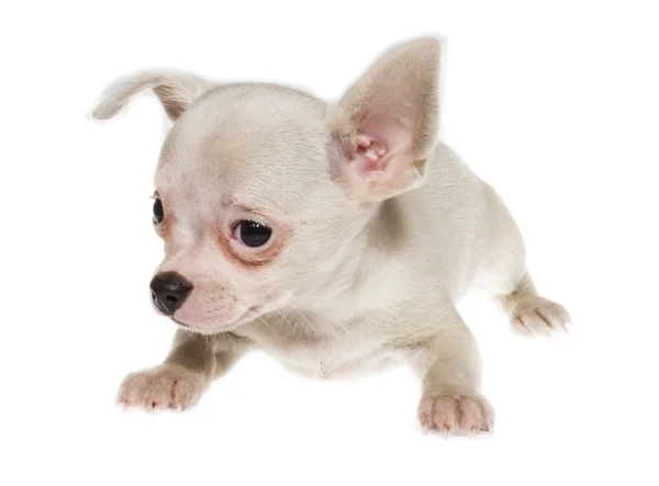 Chiot drôle Chihuahua pose sur un fond blanc — Photo