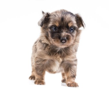 komik köpek chihuahua pozlar beyaz zemin üzerine