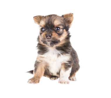 komik köpek chihuahua pozlar beyaz zemin üzerine
