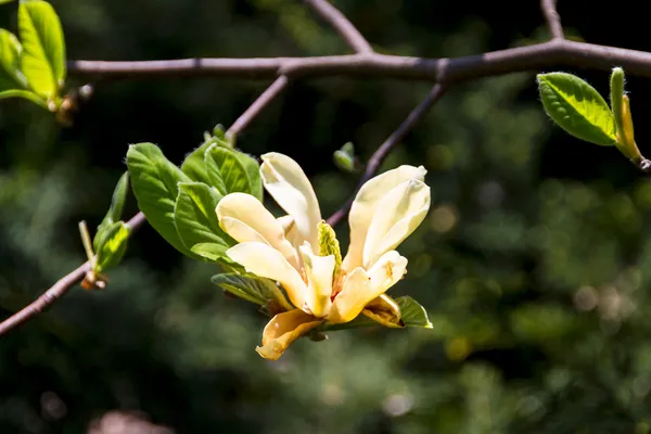 Floração de flores de magnólia no tempo de primavera — Fotografia de Stock