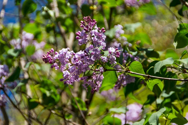 Ramo verde com flores lilás primavera — Fotografia de Stock