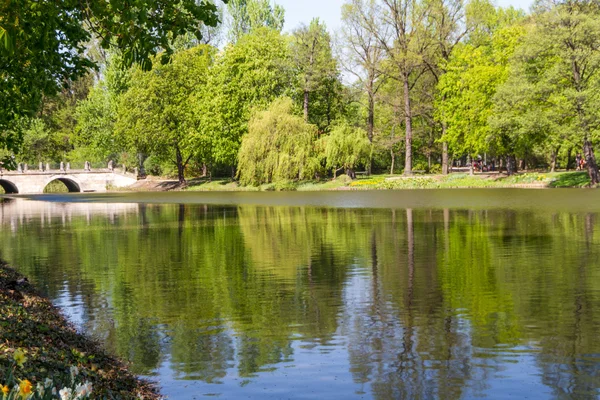 Parque de verão, árvores — Fotografia de Stock