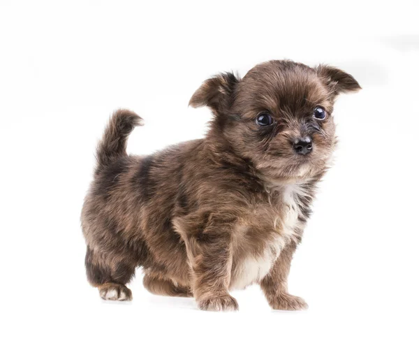 Divertente cucciolo Chihuahua posa su uno sfondo bianco — Foto Stock