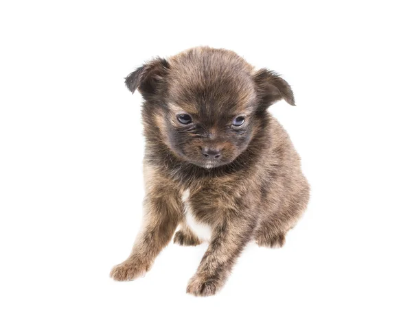 Filhote de cachorro engraçado Chihuahua posa em um fundo branco — Fotografia de Stock