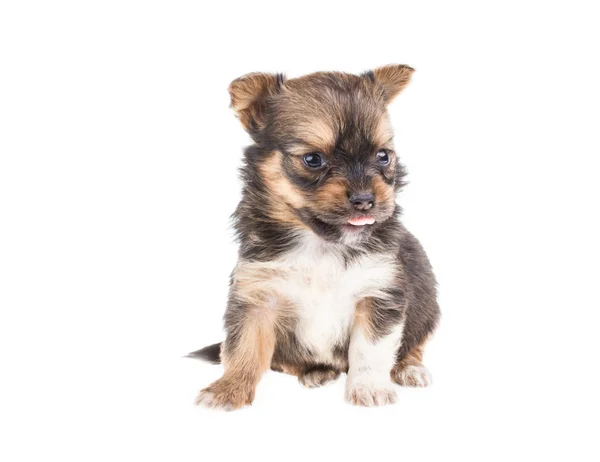 Cachorro divertido Chihuahua posa sobre un fondo blanco —  Fotos de Stock