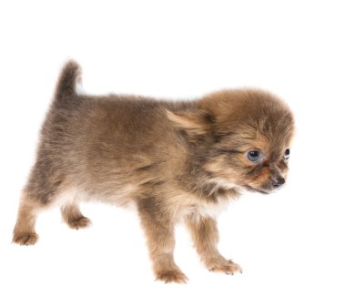 komik köpek chihuahua pozlar beyaz zemin üzerine