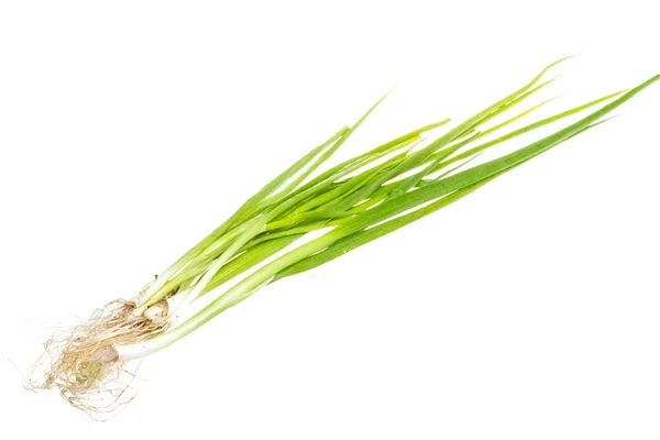 Cebolla verde sobre fondo blanco — Foto de Stock