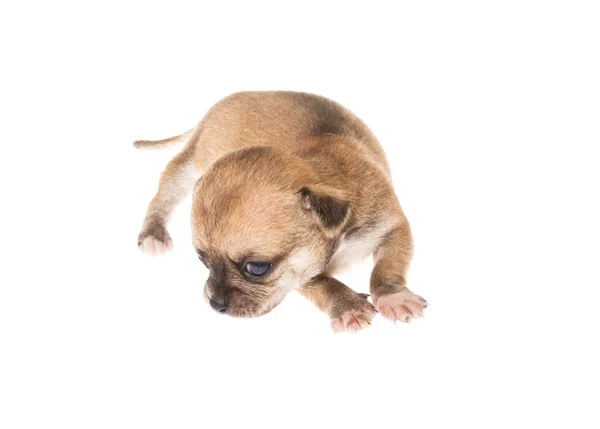 Cachorro divertido Chihuahua posa sobre un fondo blanco — Foto de Stock