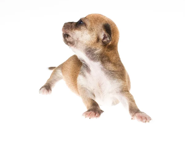 Grappige pup chihuahua houdingen op een witte achtergrond — Stockfoto