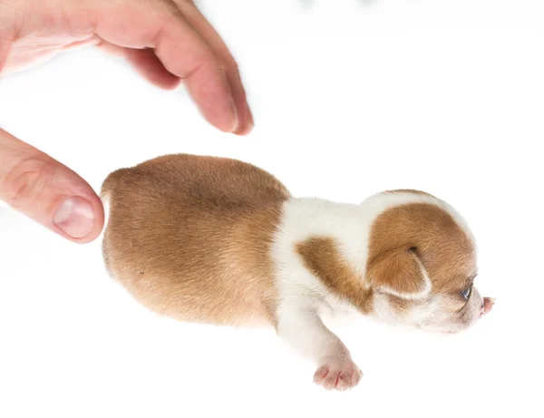 Chiot drôle Chihuahua pose sur un fond blanc — Photo