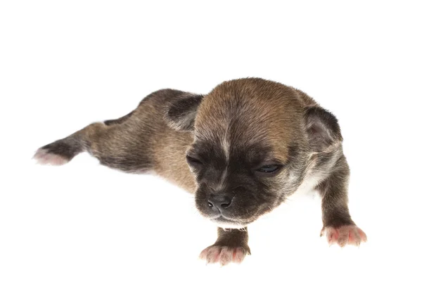 Filhote de cachorro engraçado Chihuahua posa em um fundo branco — Fotografia de Stock