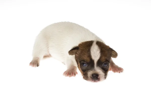 Funny puppy Chihuahua poses on a white background — Stock Photo, Image