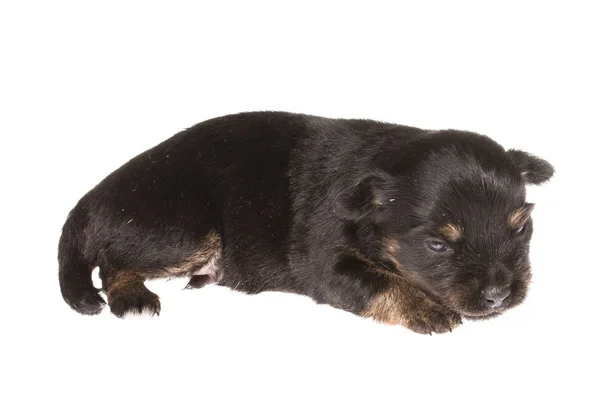 Cachorro divertido Chihuahua posa sobre un fondo blanco — Foto de Stock