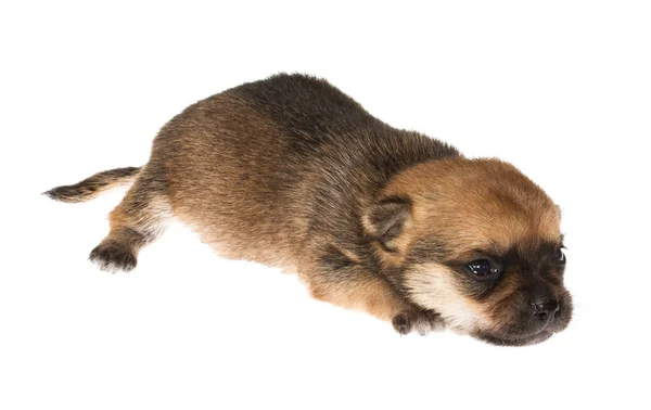 Chiot drôle Chihuahua pose sur un fond blanc — Photo