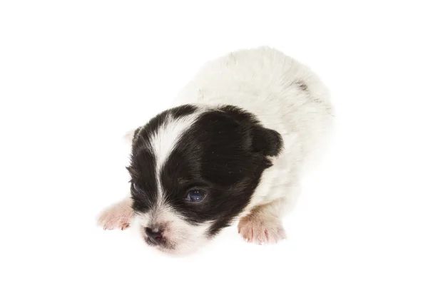 Filhote de cachorro engraçado Chihuahua posa em um fundo branco — Fotografia de Stock