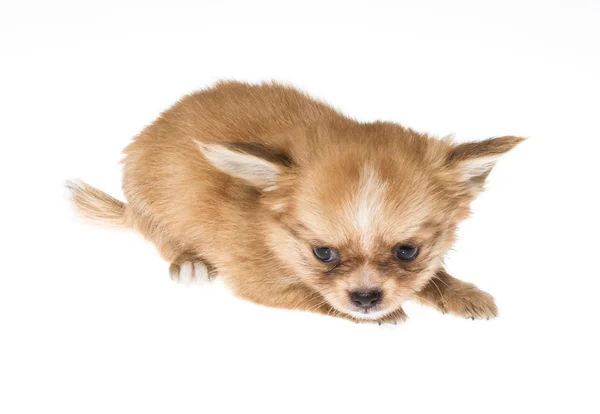 Filhote de cachorro engraçado Chihuahua posa em um fundo branco — Fotografia de Stock